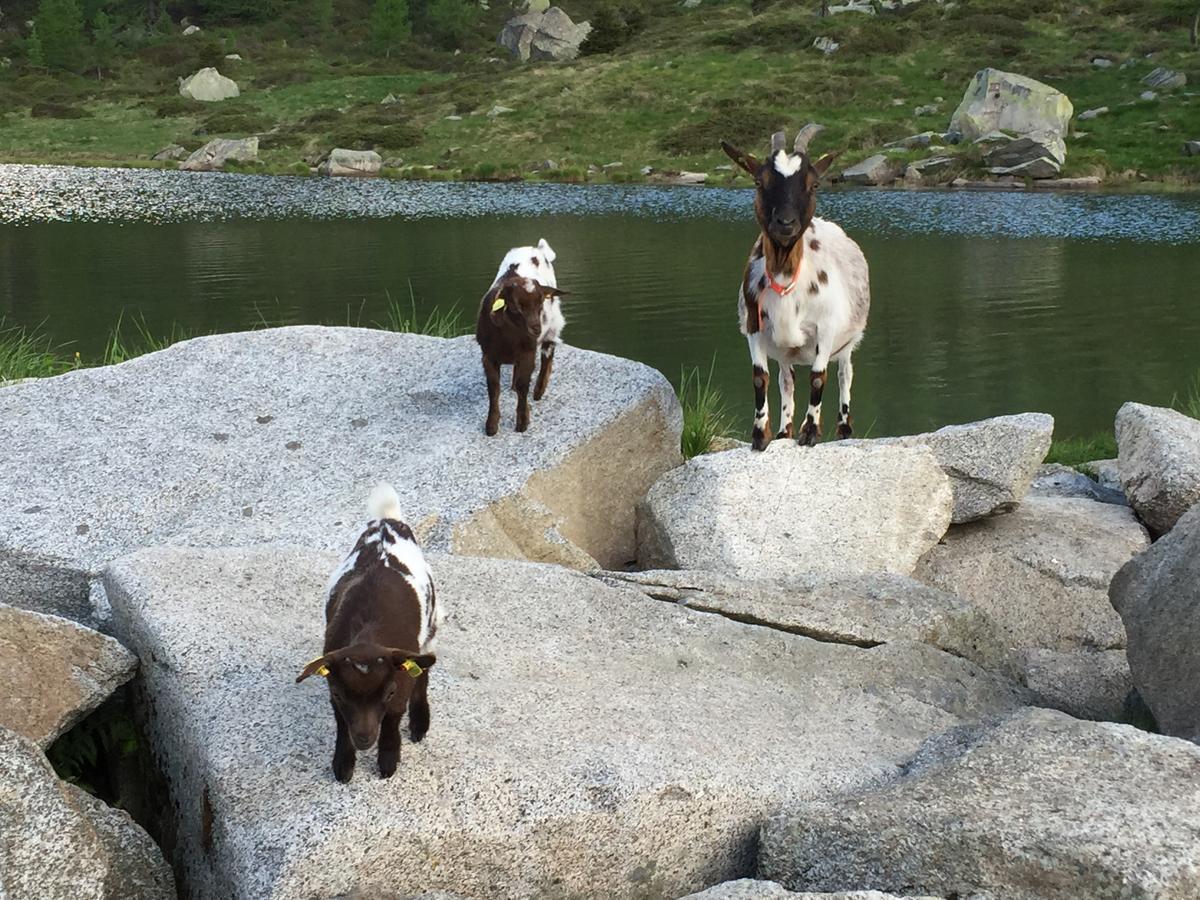 Готель Rifugio Viviani Pradalago Мадонна-ді-Кампільйо Екстер'єр фото